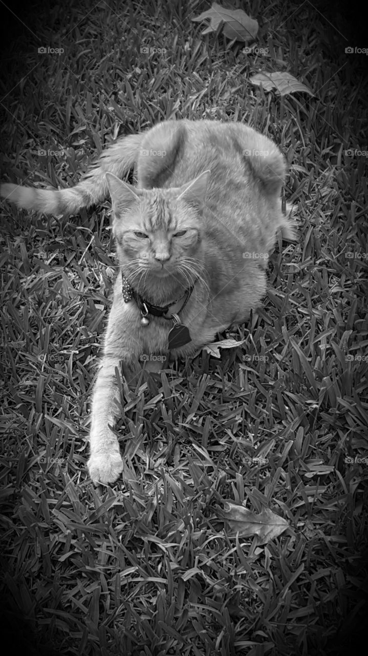 kitty cat grayscale