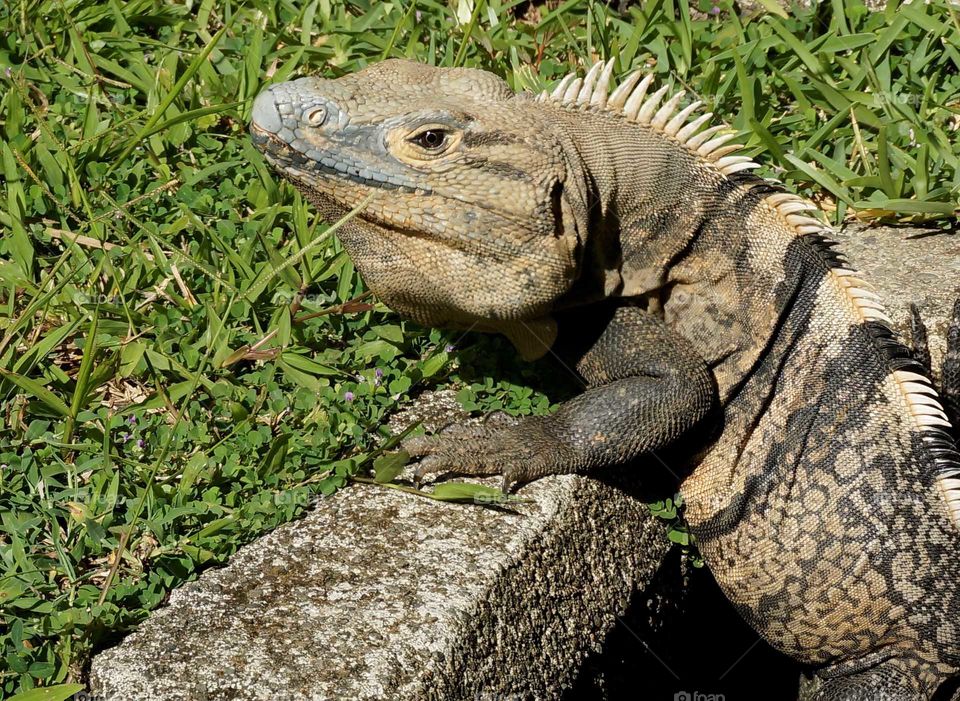 Iguana in Costa Rica