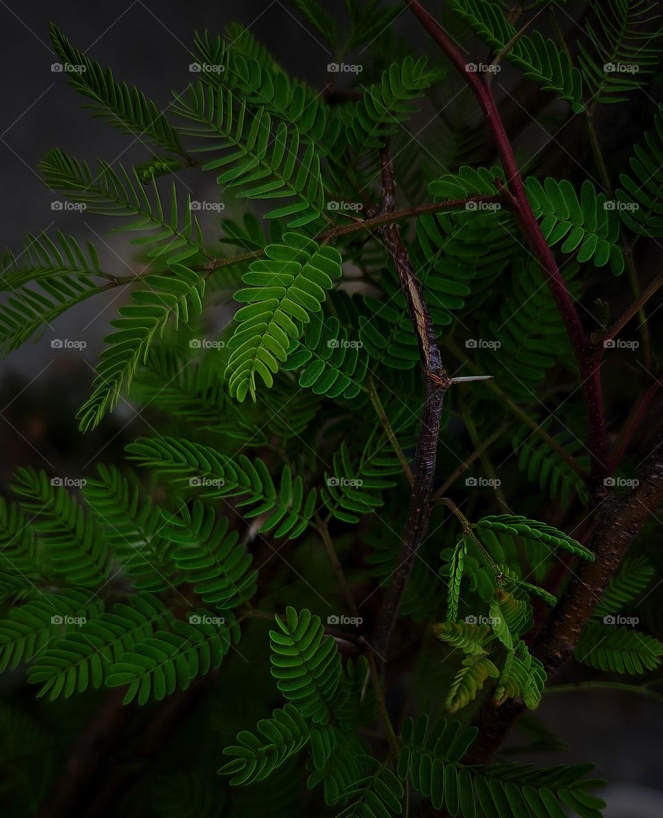 it is an image of a small plant and also called suni Dev plant