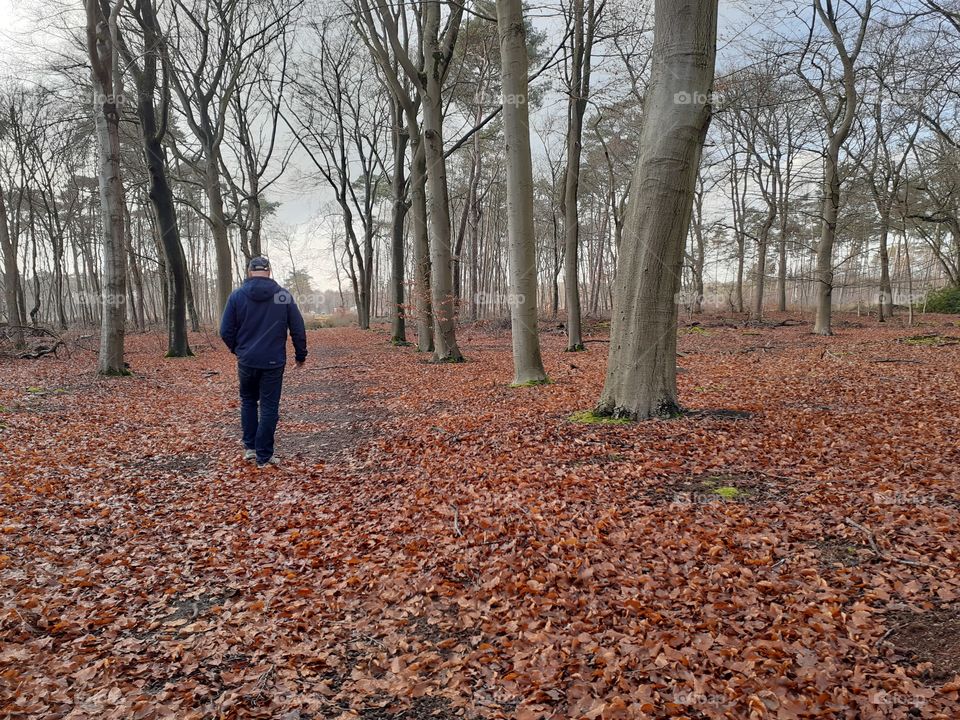 A walk through the woods