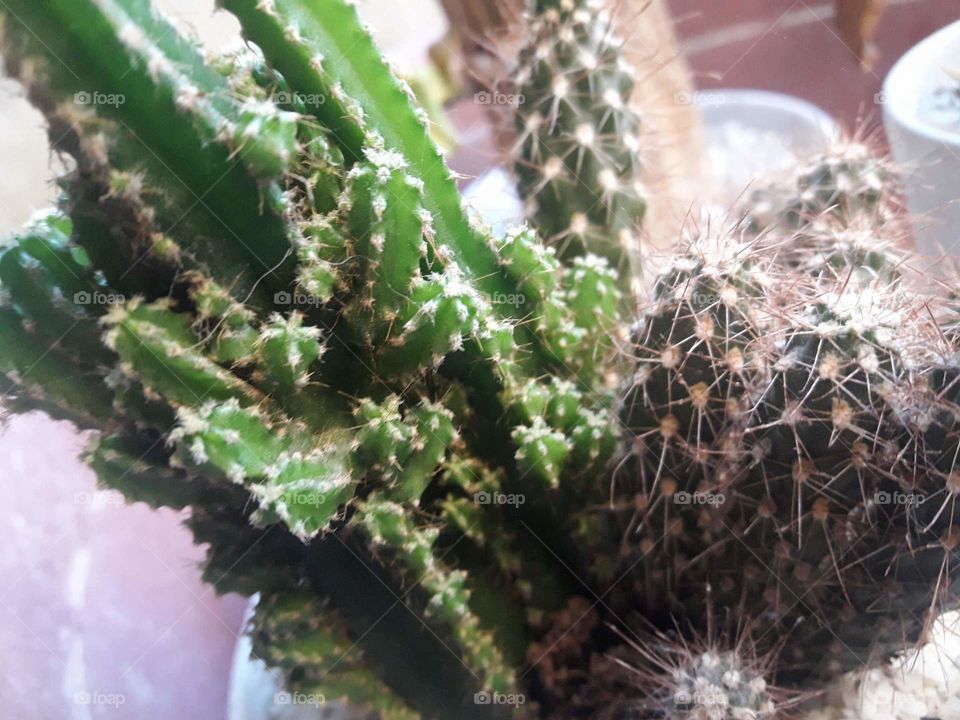 prickly