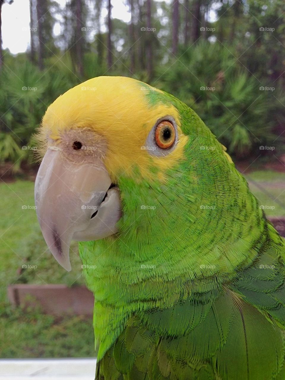 Friendly Amazon Parrot.