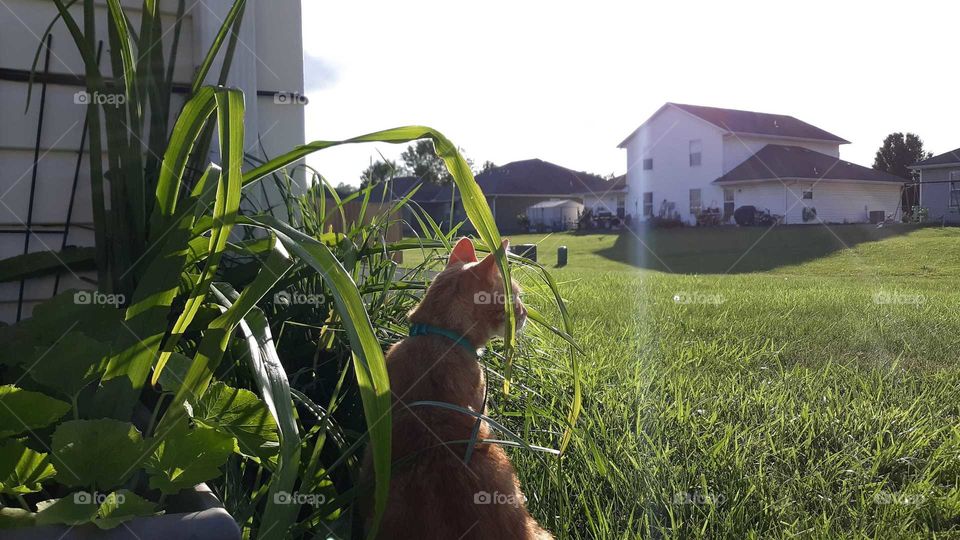 Tiger in the Garden