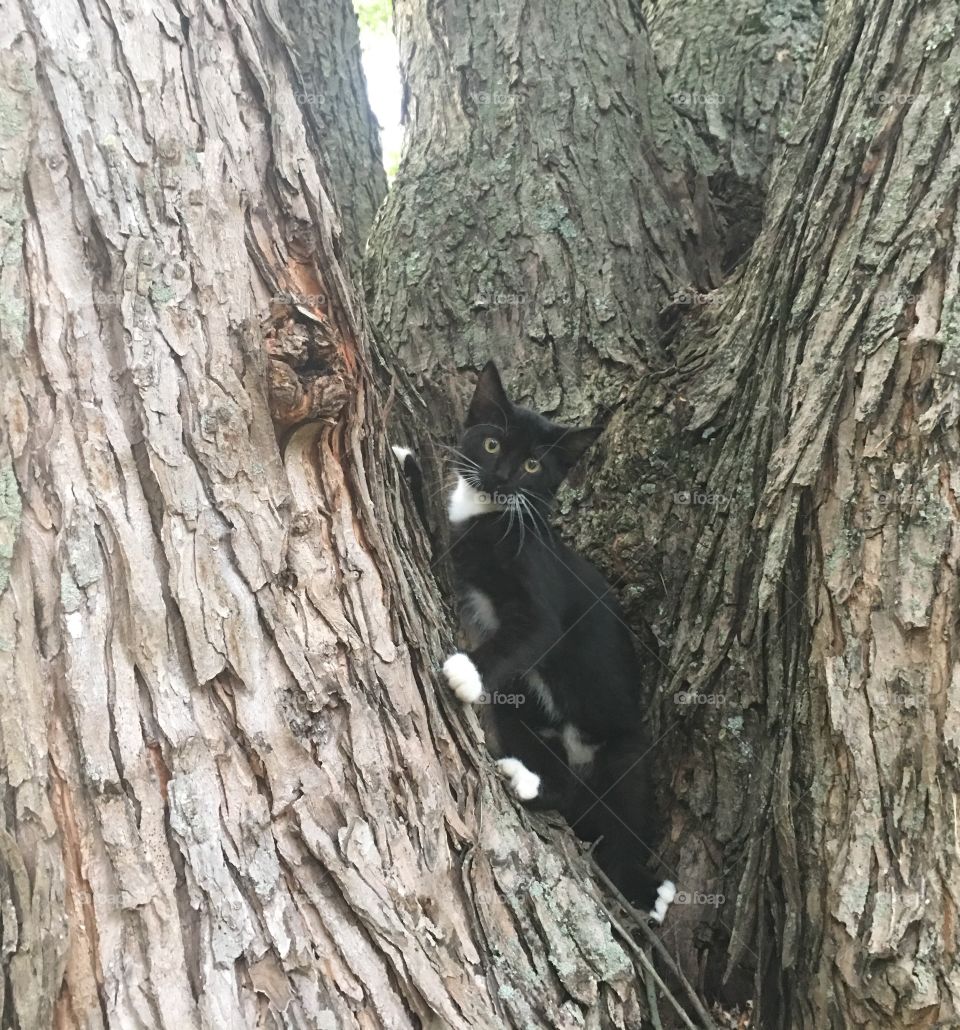 Cat plays in a tree