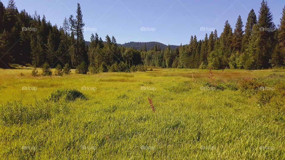 Alpine Meadow