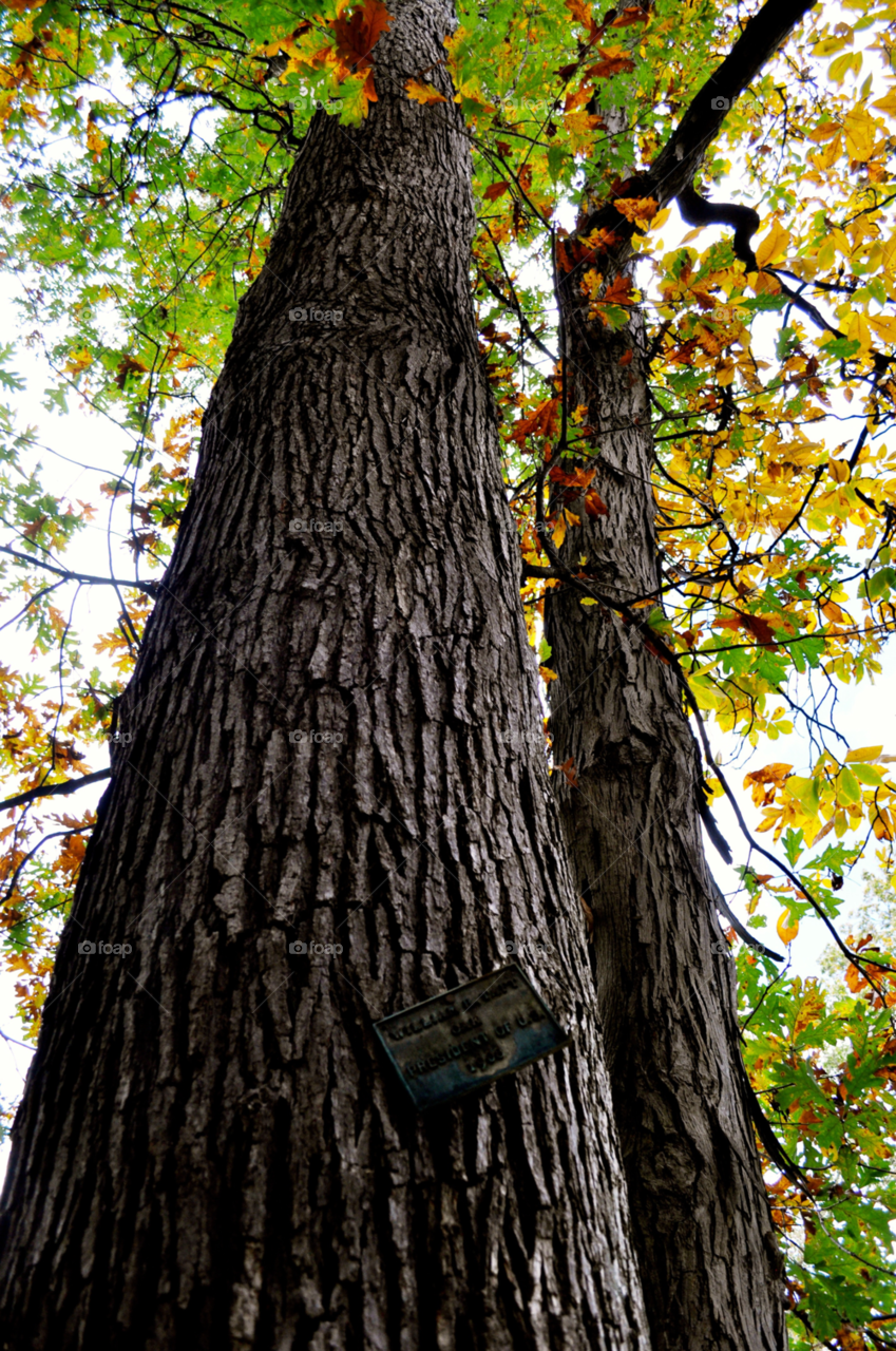 ohio tree hayes by refocusphoto