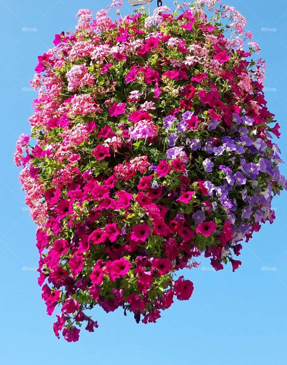 flowers in Trouville