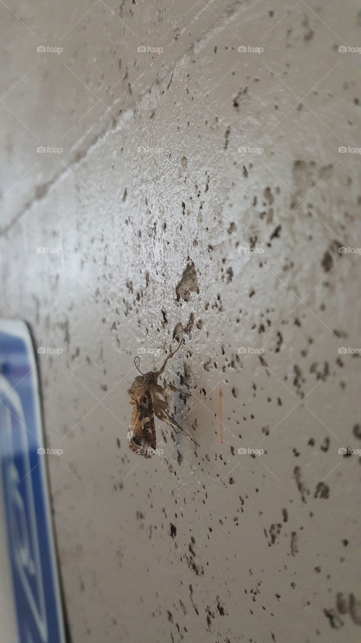 Bug on wall