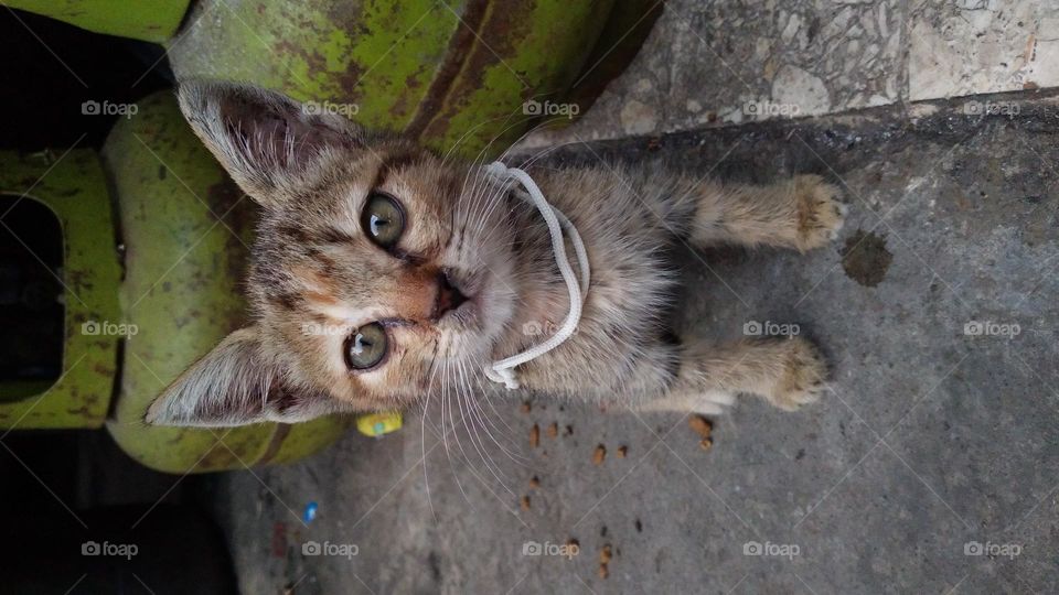 The cute kitten is sitting on the terrace