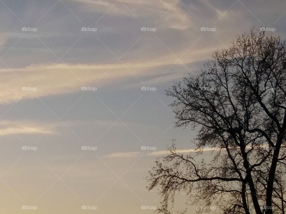 tree and evening clouds