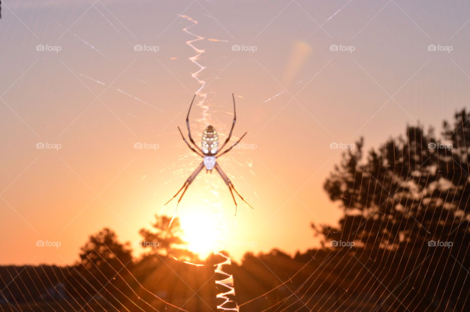 sunny spider