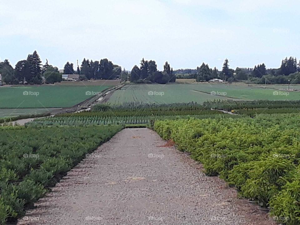 Gardens around the farm