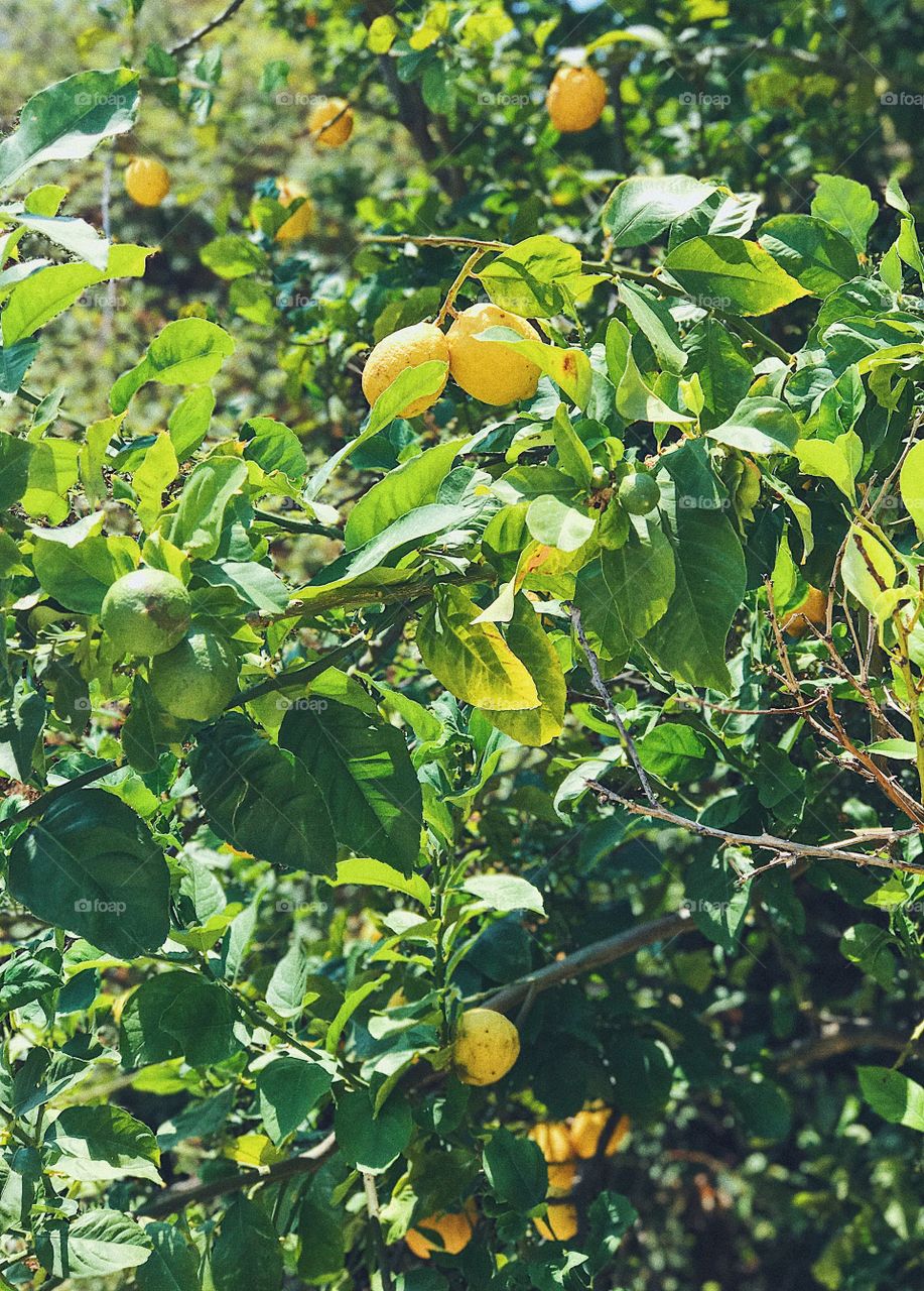 Lemon tree in tropical summer garden 