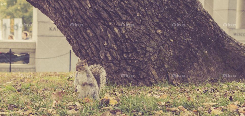 squirrel