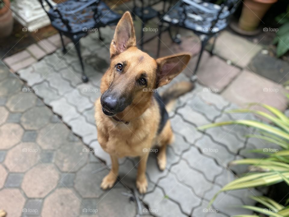 Cuties curious face is showing up