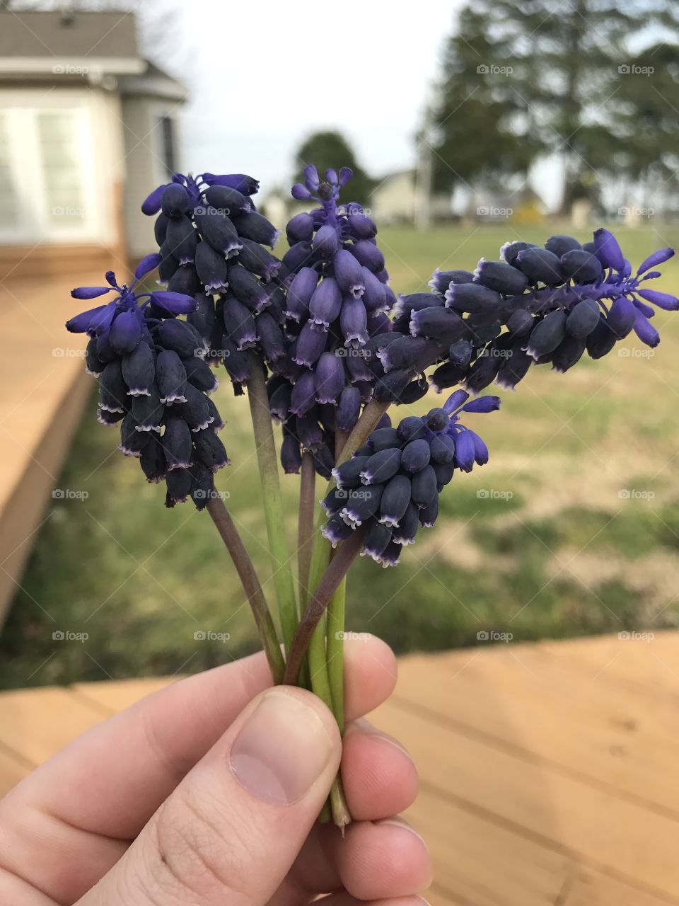 Grape hyacinth 