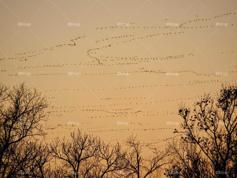 Orange rich skies as sunsets. Geese migrating by the hundreds. "Come With Me and Listen to the Magic of the Geese".