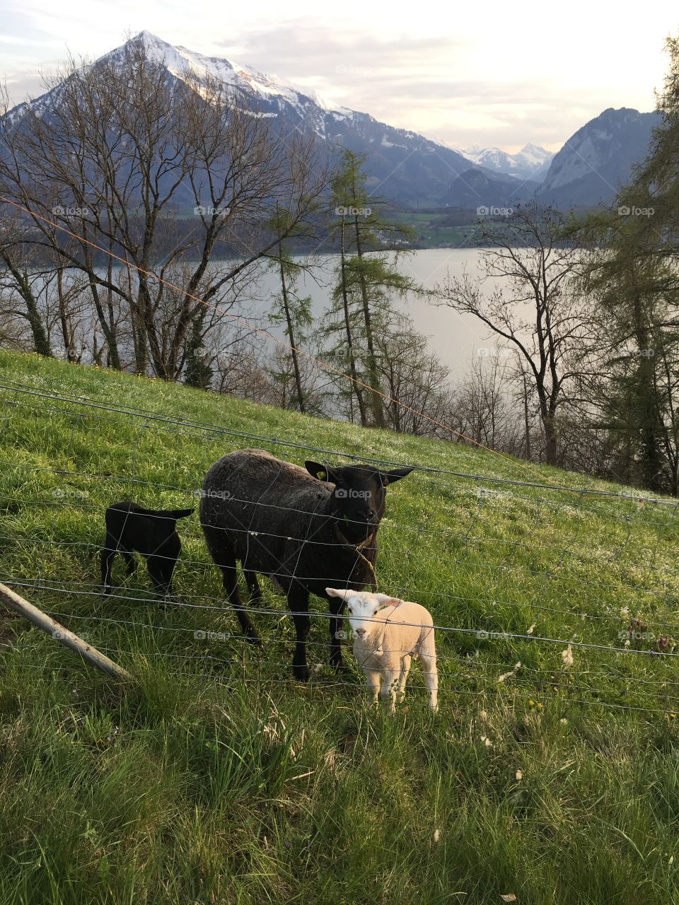 Spring In Switzerland 