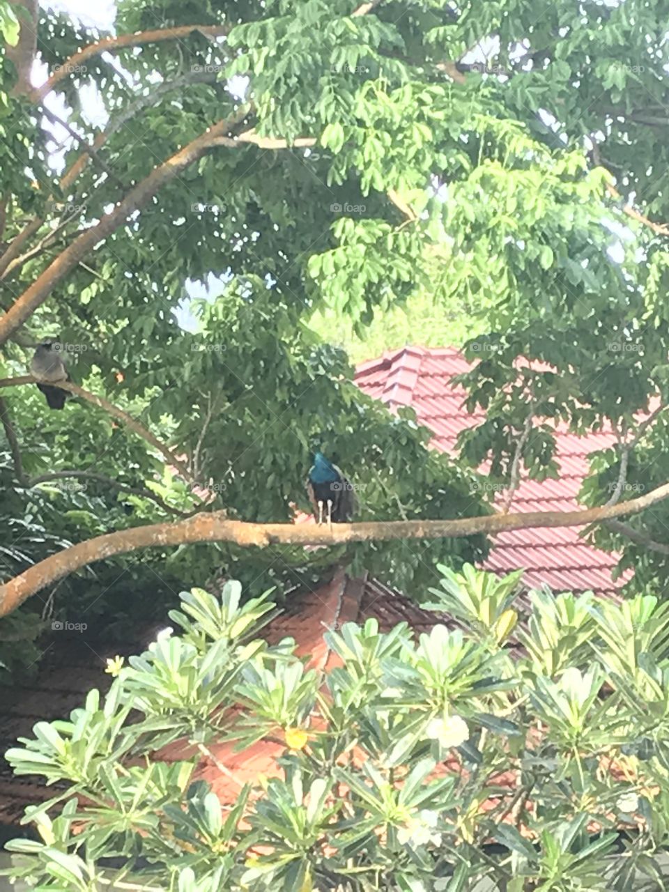 peacock on a tree