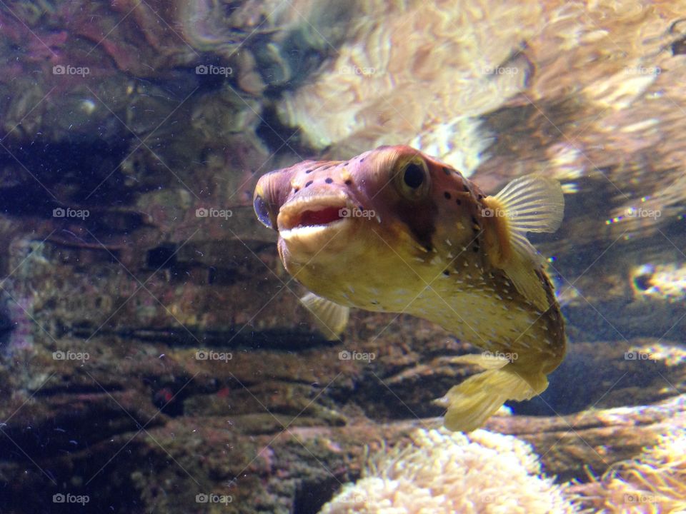 Fisch Aquarium Wasser 