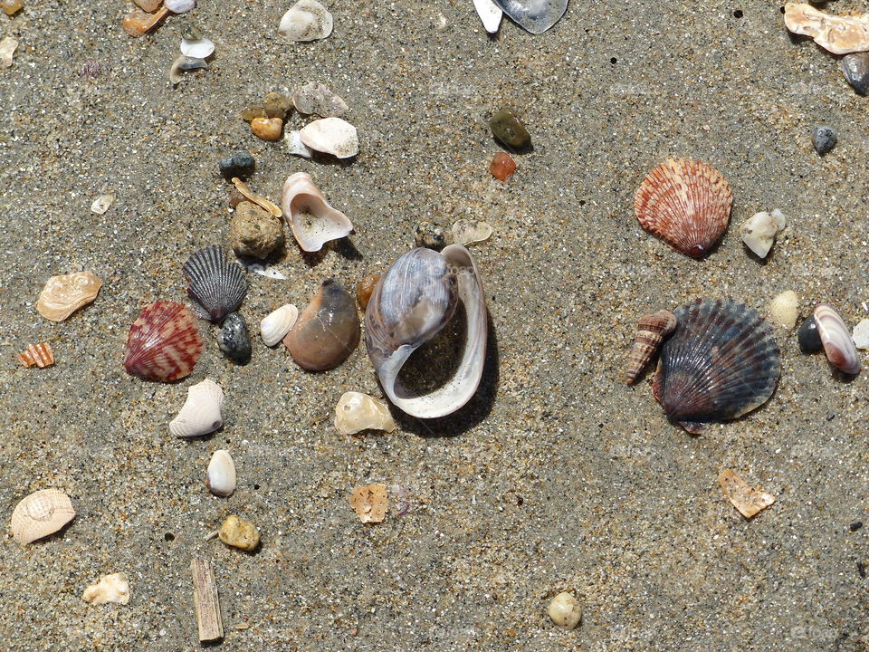 Snail shell in wet sand