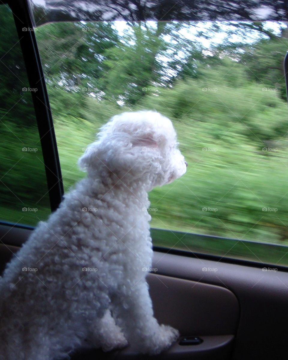 Dog riding in car....Faster Mommy, Faster!