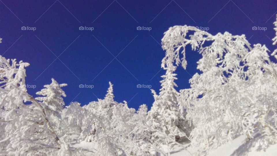Spruce in the snow. National park