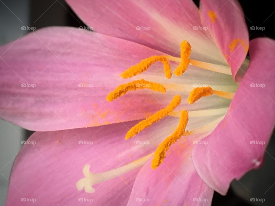 Looking close in the flower