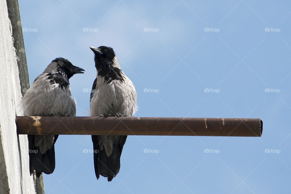 Crows talking
