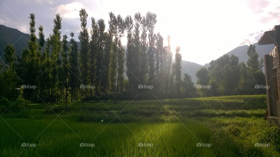 paddy fields