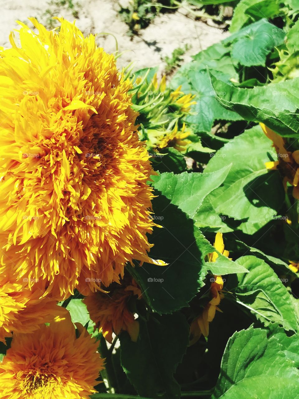 Teddy Bear sunflower flower