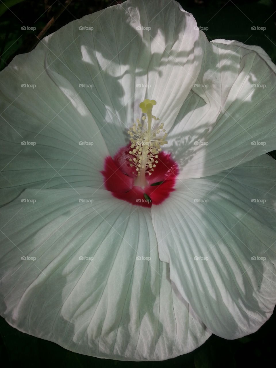 Hibiscus in the setting sun