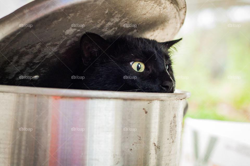 Frank playing peekaboo