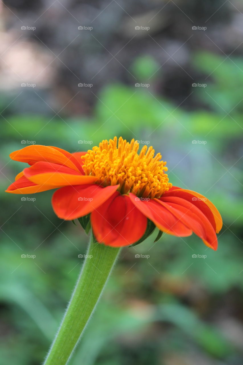 A portrait of flower