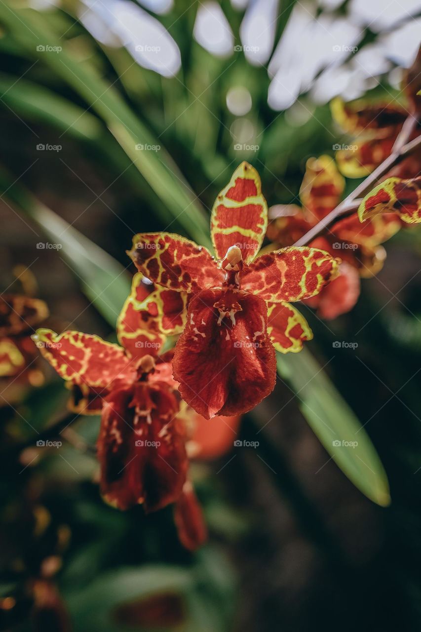 Orchid