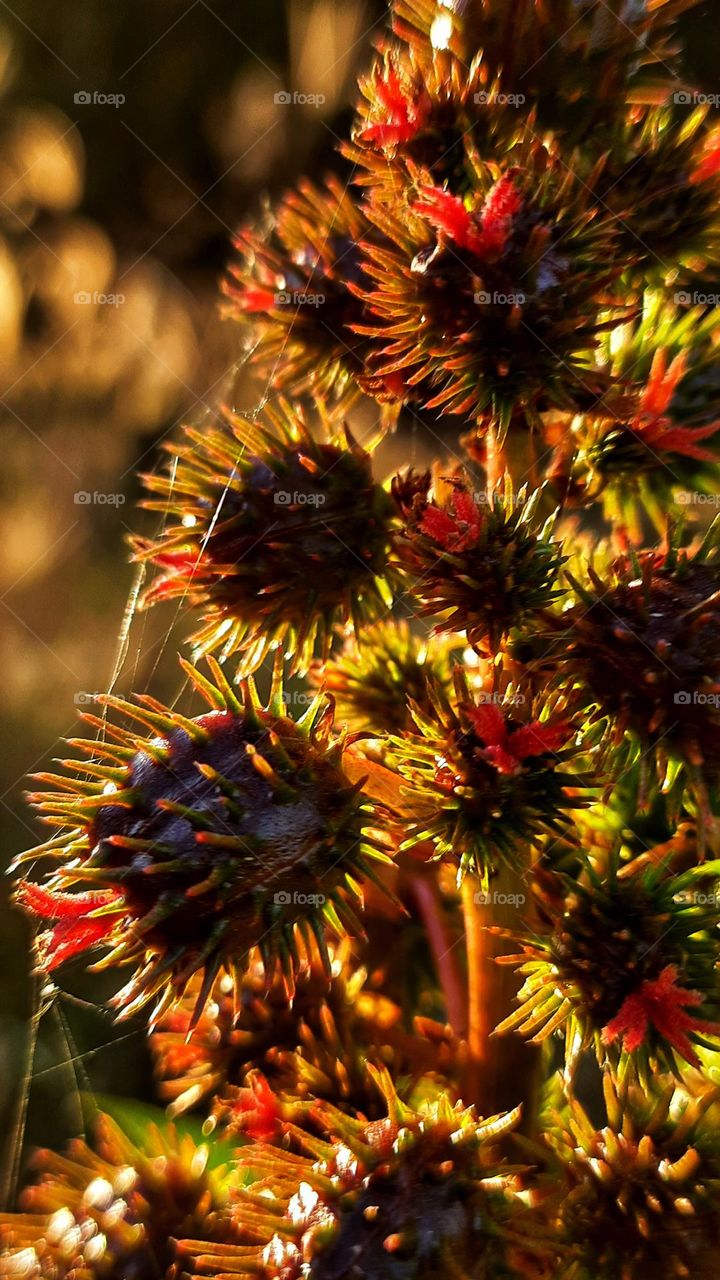 Plant in the field,field,countryside,floral,foliage,spiderwed,sunset,colorful,thorns