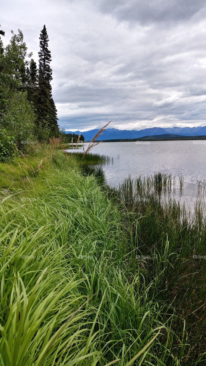 Peaceful swaying of deep grass shimmering on the banks on an Alaskan Lake with majestic mountains in the background.