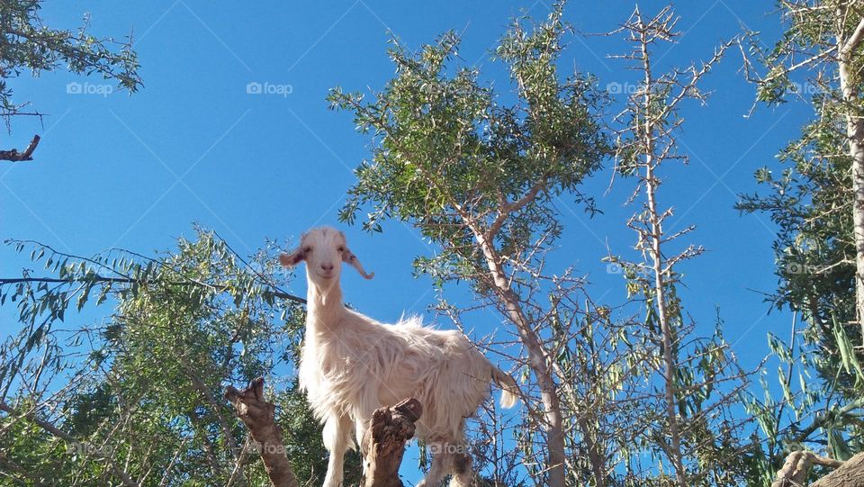 beautiful white goat on argania tree.