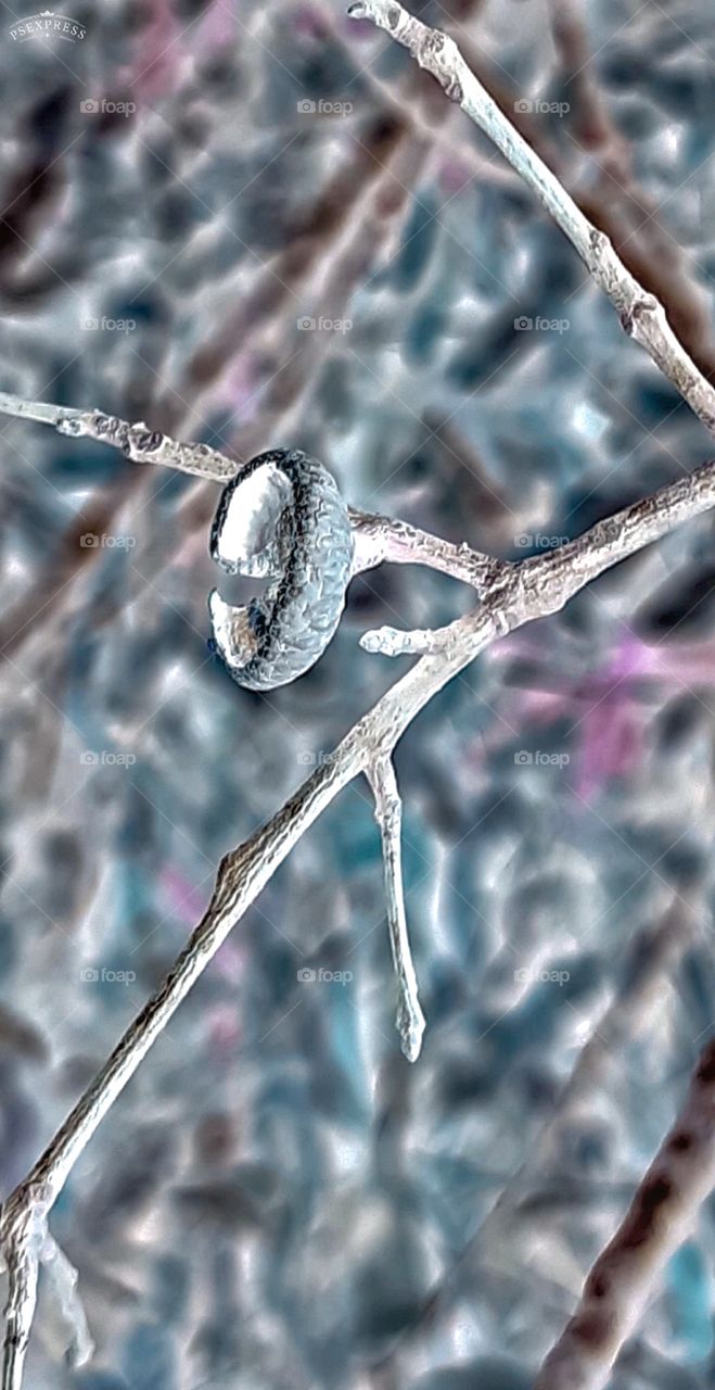 pine nut cap on fallen branch