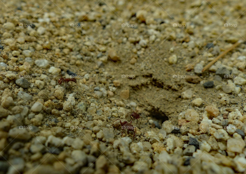 Red ants making a new home together