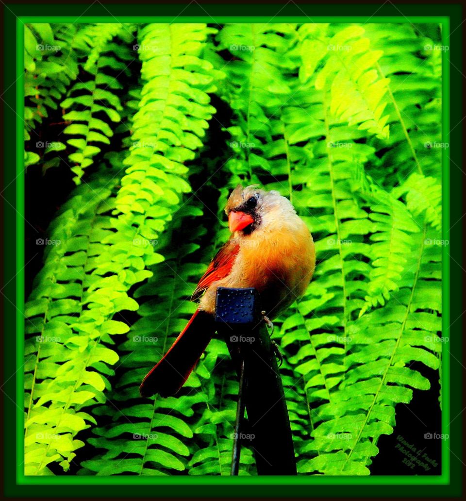 Bird, Feather, Parrot, Nature, Fern