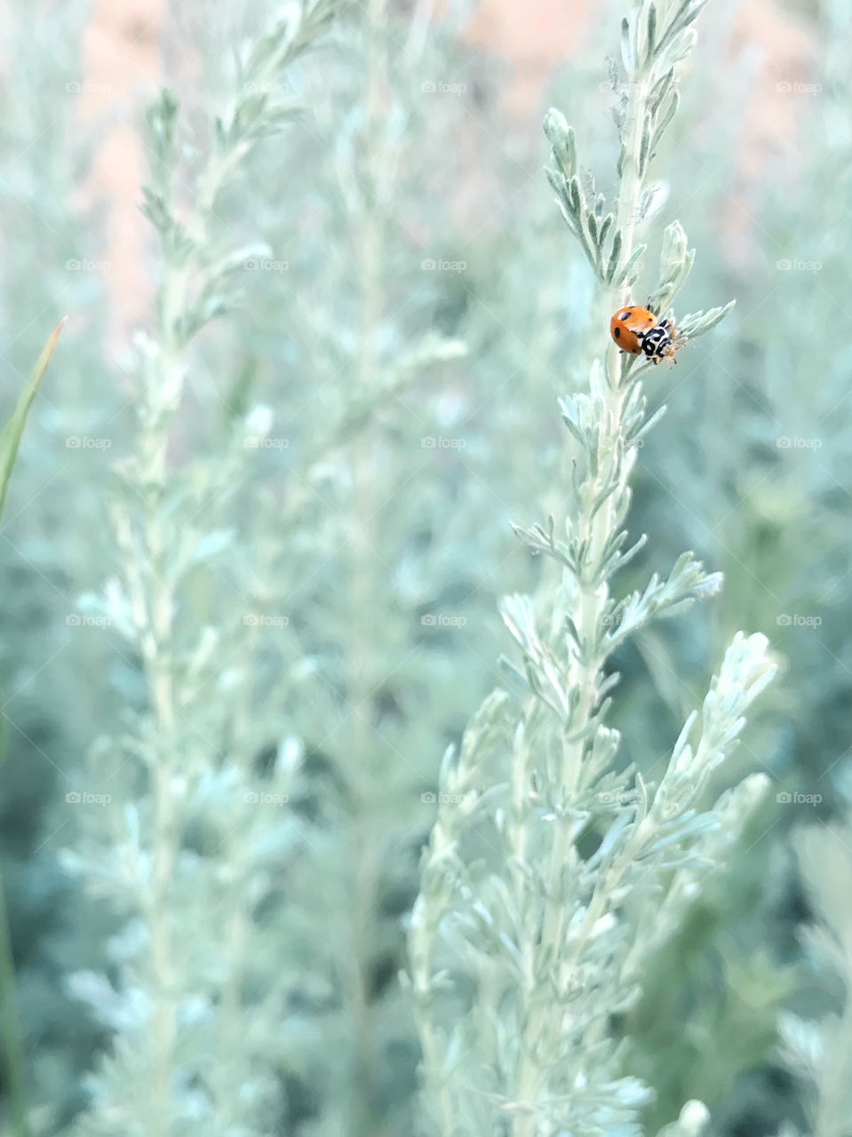 Tiny ladybug on green grass in the field 