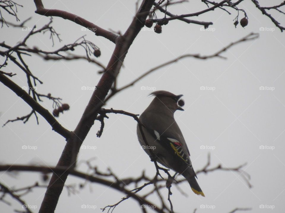 свиристель