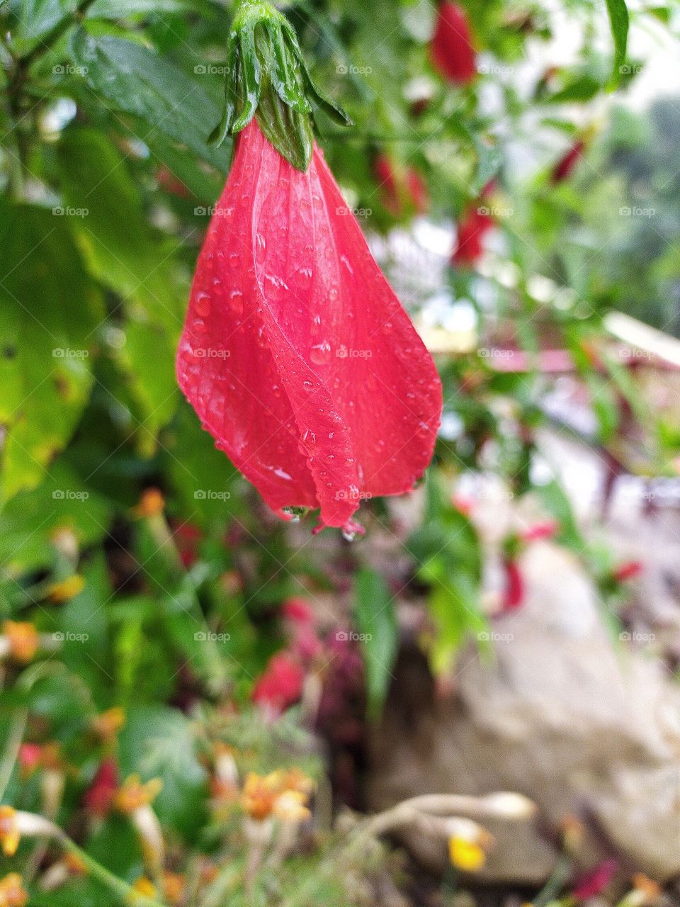 The Himalayan weather system is unique, you are enjoying a soothing and comforting sunshine and next moment it can start raing. Raindrops on the bloom confirm this sudden change in weather conditions