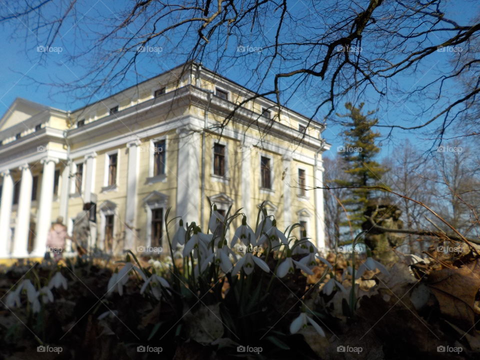 Snowdrops in Vilnius 