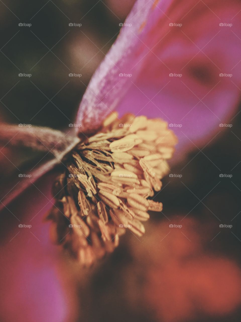 Flower, No Person, Blur, Nature, Bud