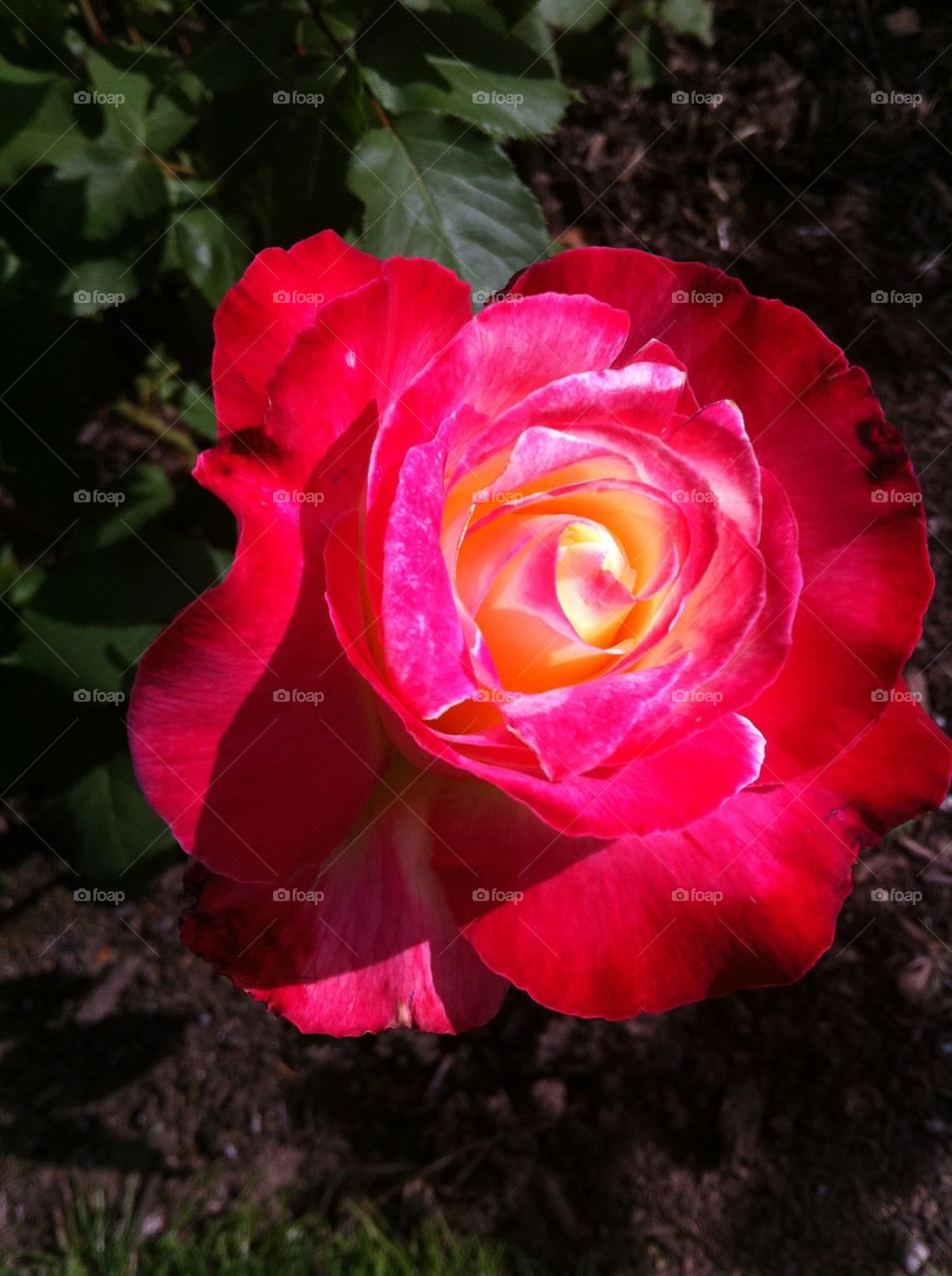 Red rose close up