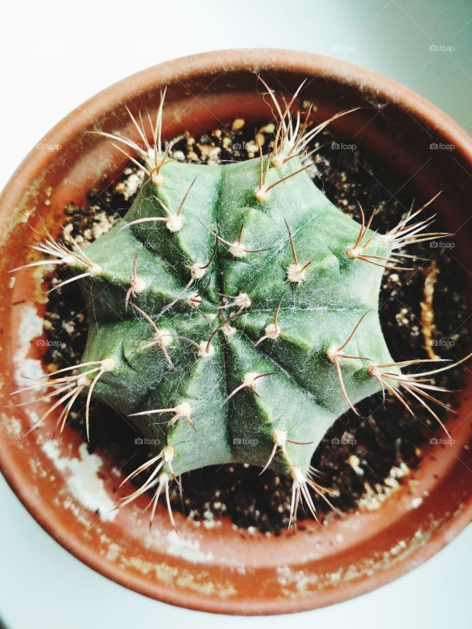 cactus 💜