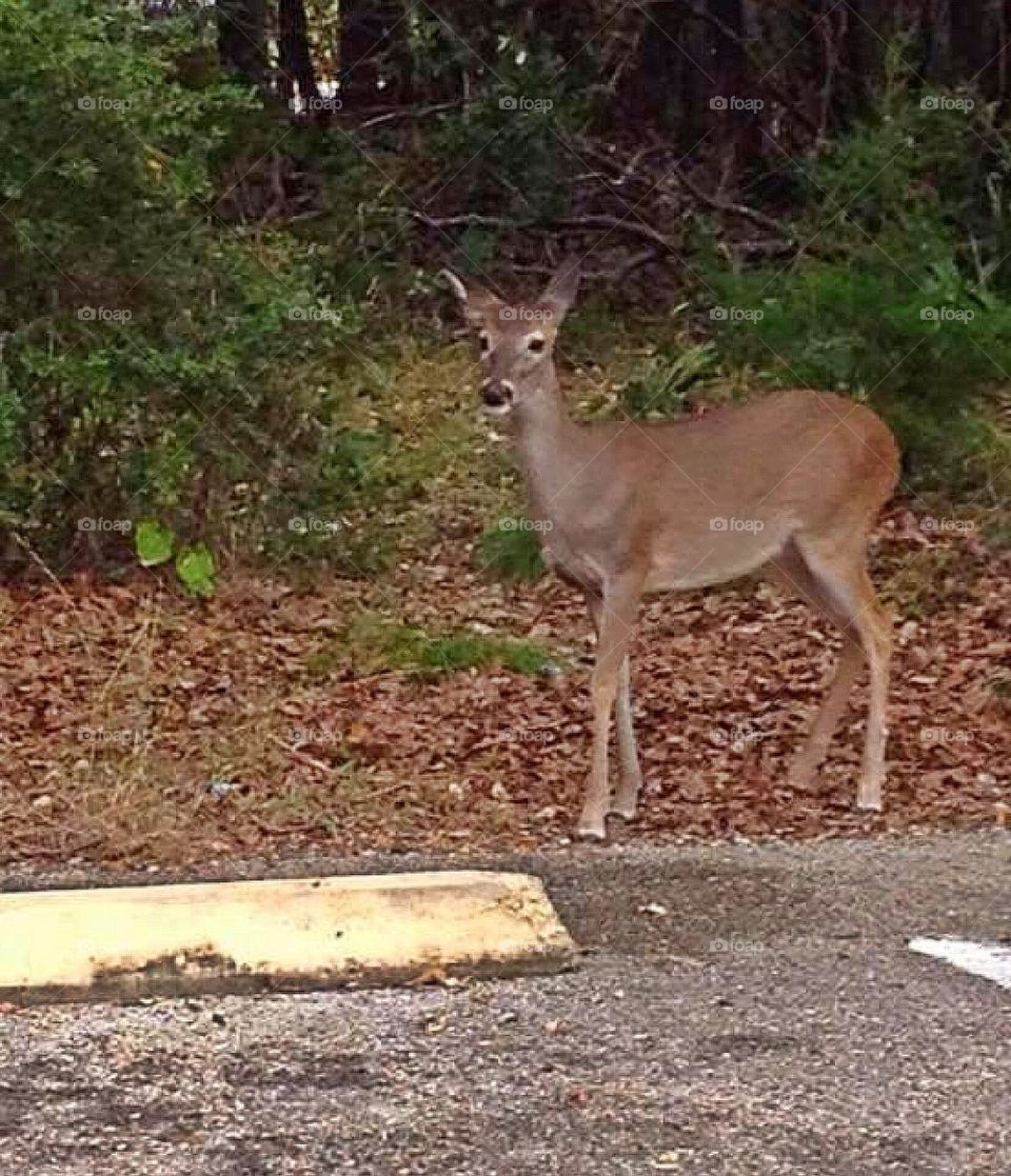 Deer at parking lot