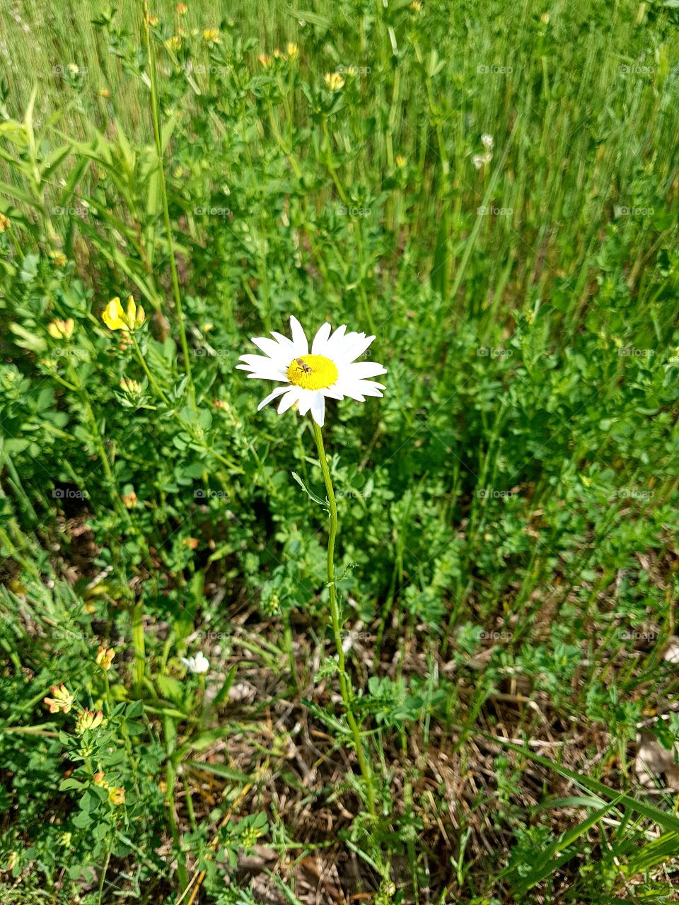 A single daisy with an ant on its centre.
